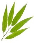 Willow leaf