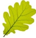 Oak leaf