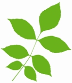 Ash leaf