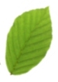 Beech leaf